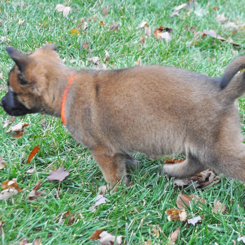 Princess Karoline, Adoptable, Puppy Female German Shepherd Dog.
