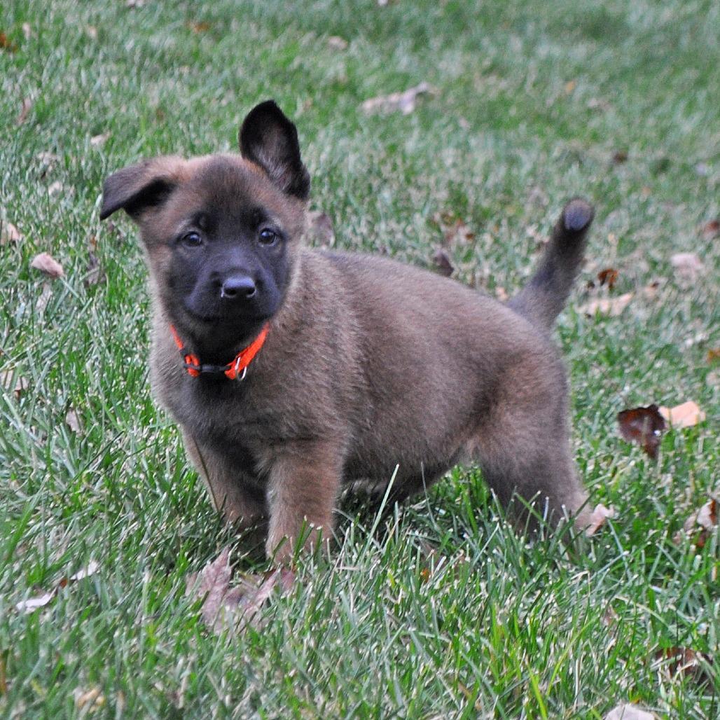 Enlarge Princess Karoline, a Adoptable German Shepherd Dog in Van Horne, IA image 3/5