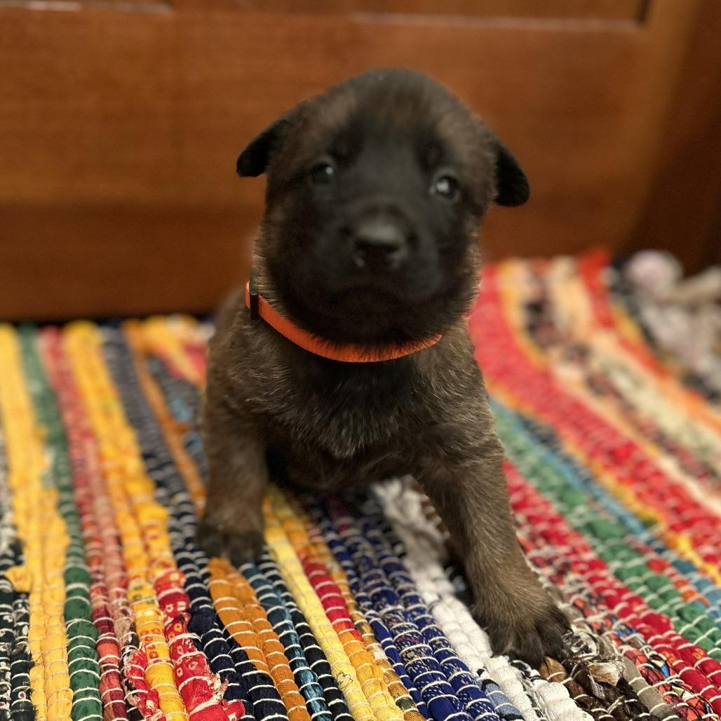 Enlarge Princess Karoline, a Adoptable German Shepherd Dog in Van Horne, IA image 4/5