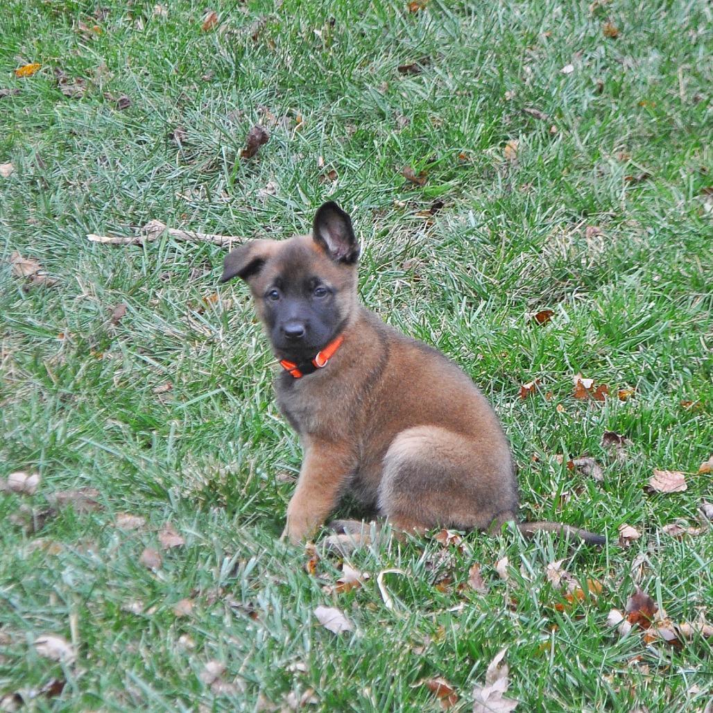 Enlarge Princess Karoline, a Adoptable German Shepherd Dog in Van Horne, IA image 5/5