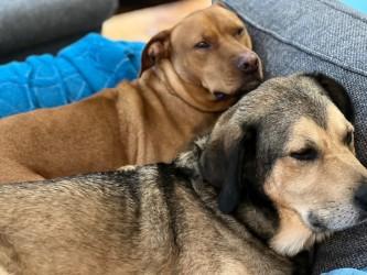 Enlarge TUCKER & STEPHAN (BFF'S), a Adoptable Mixed Breed in ALLENTOWN, PA image 2/6