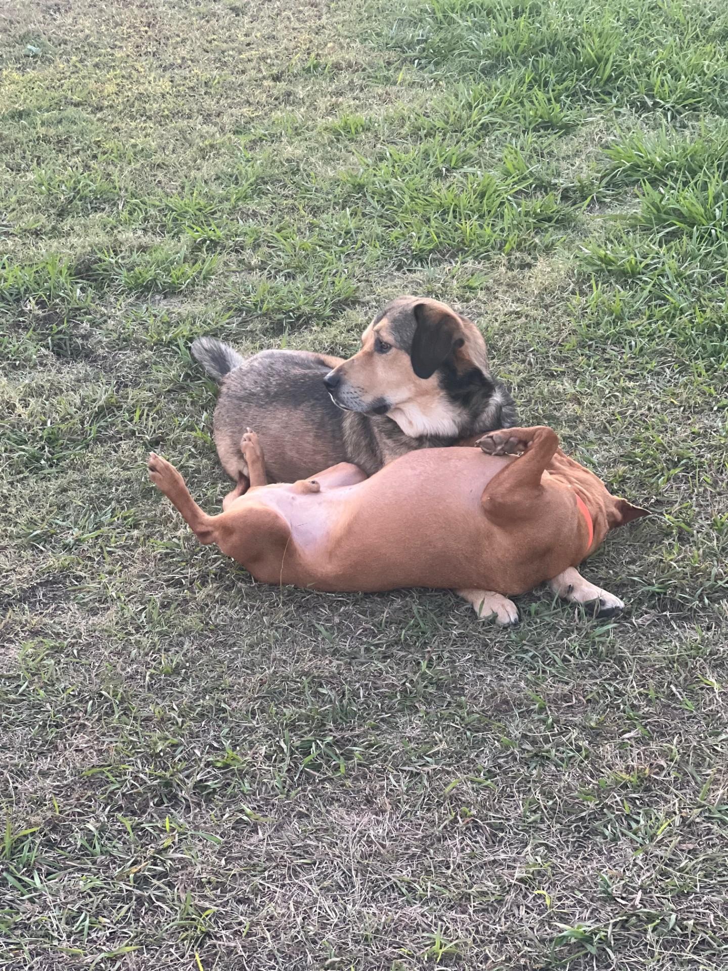 TUCKER & STEPHAN (BFF'S), Young Male Mixed Breed
