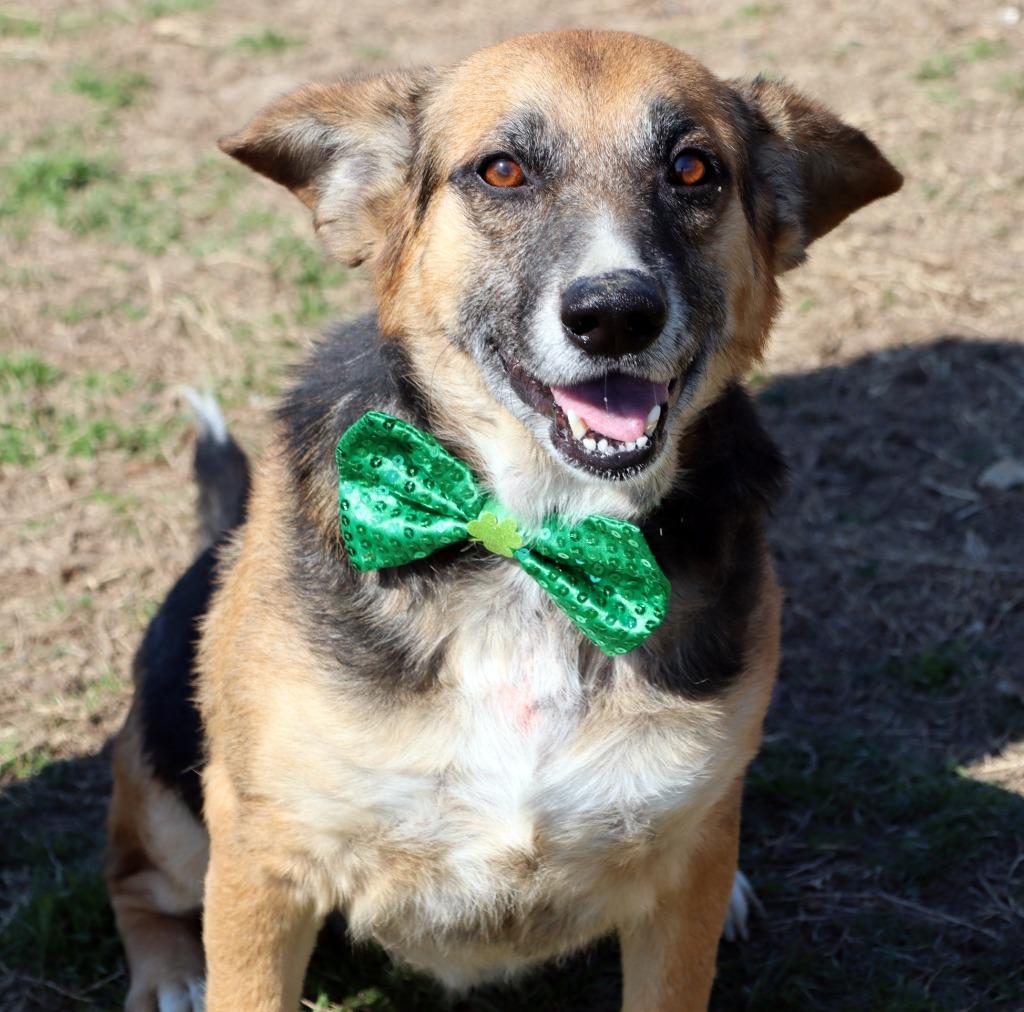 Snowflake, Adoptable, Adult Male Mixed Breed.