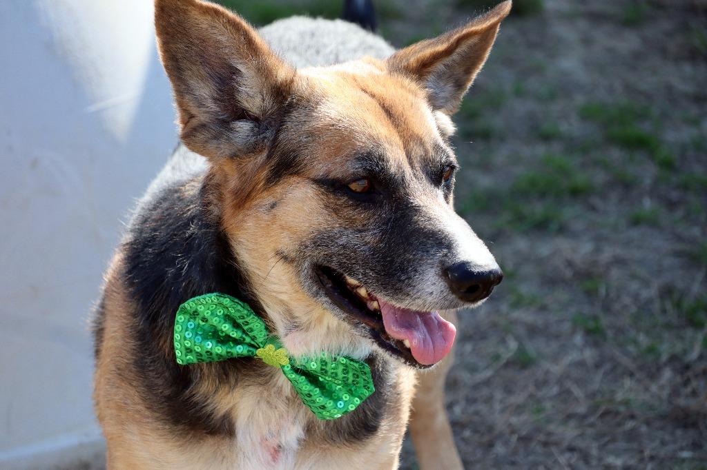 Enlarge Snowflake, a Adoptable Mixed Breed in Jonesboro, AR image 3/4