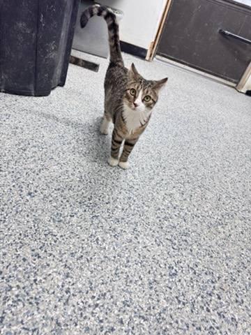 Enlarge Gretel, a Adoptable Tabby in Knoxville, IA image 1/1