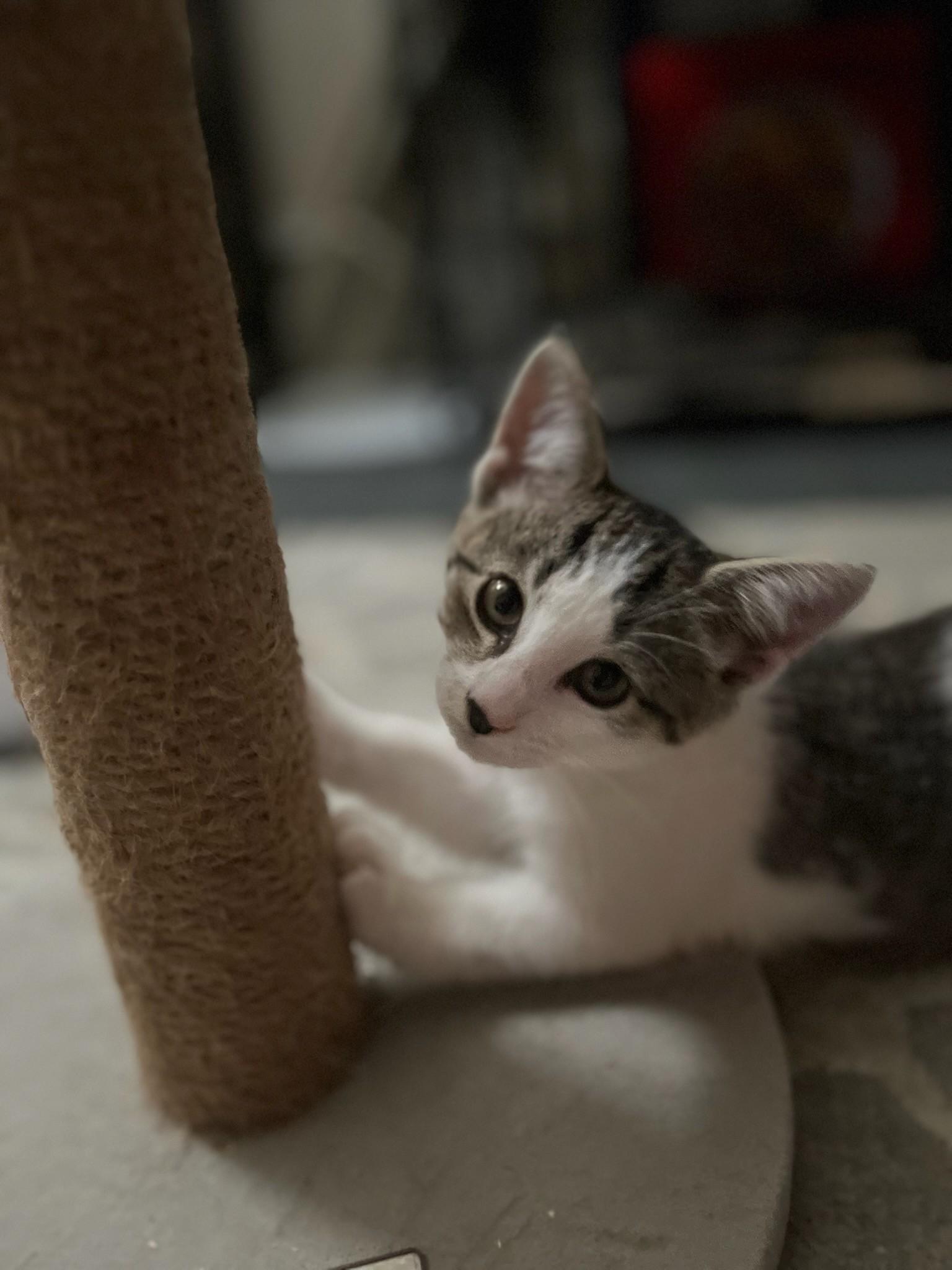 Pip, ADOPTABLE, Young Female Domestic Short Hair.