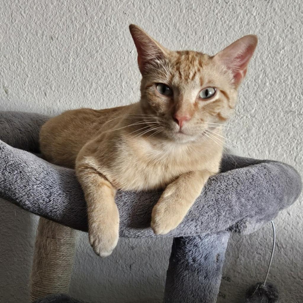 Enlarge Nacho, a Adoptable mixed breed in Flower Mound, TX image 1/5