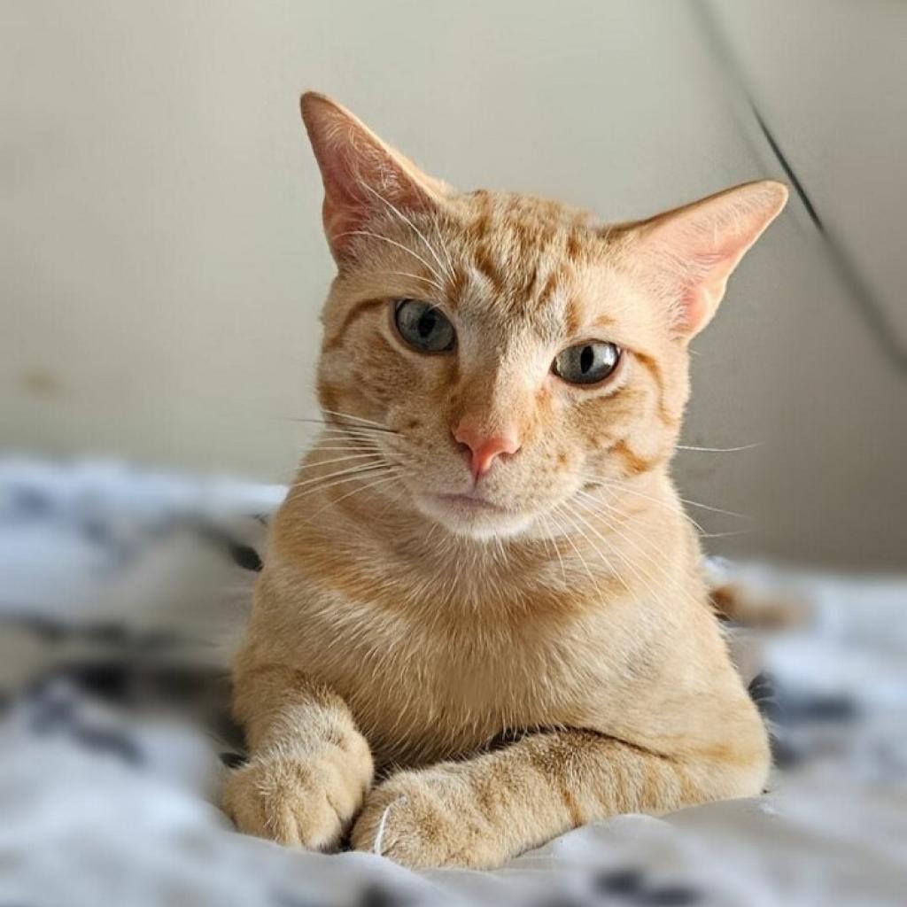 Enlarge Nacho, a Adoptable mixed breed in Flower Mound, TX image 3/5