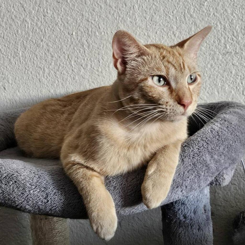 Enlarge Nacho, a Adoptable mixed breed in Flower Mound, TX image 4/5