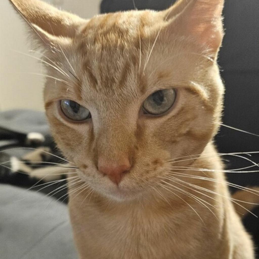 Enlarge Nacho, a Adoptable mixed breed in Flower Mound, TX image 5/5