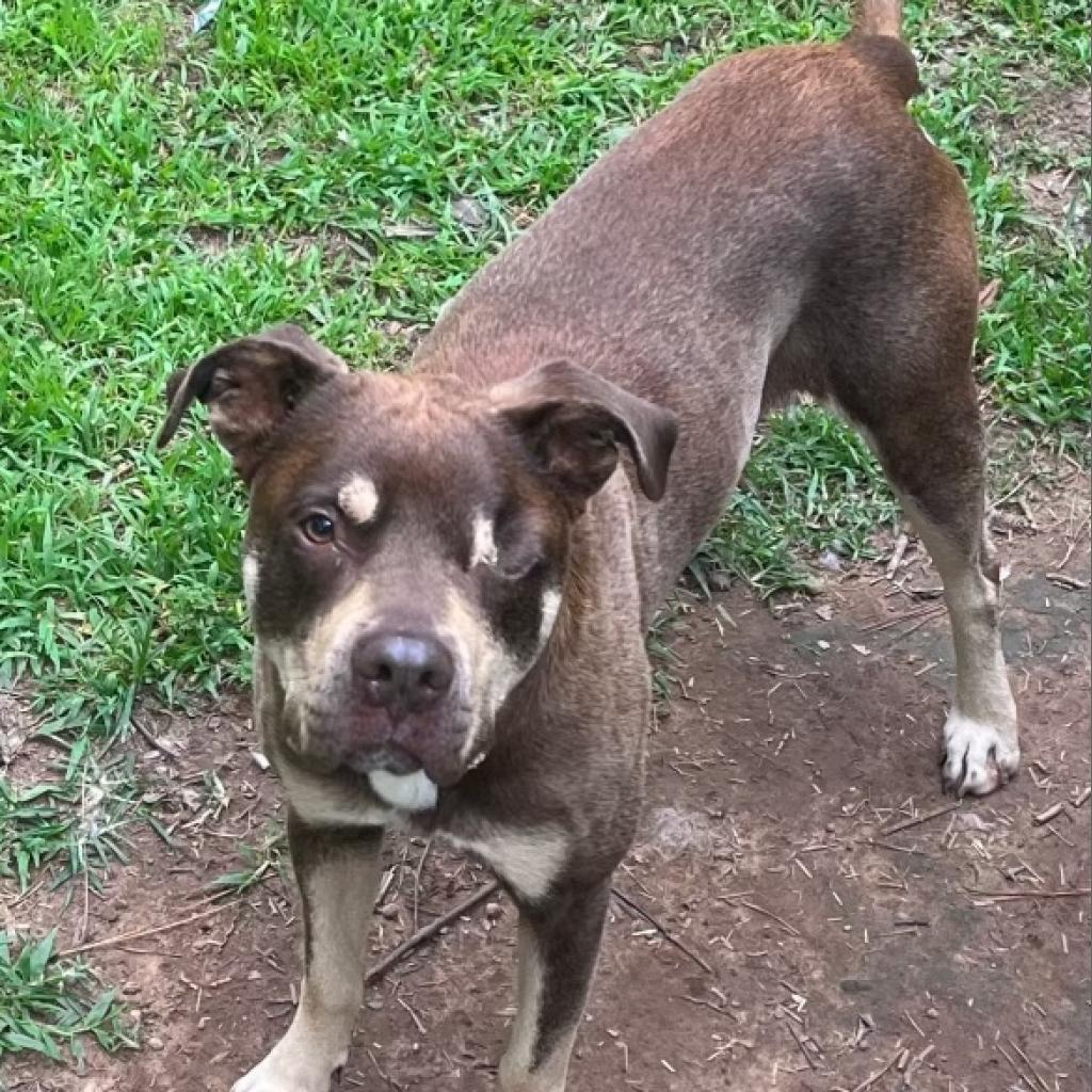 Enlarge Bugsey, a Adoptable Mixed Breed in Birmingham, AL image 1/2