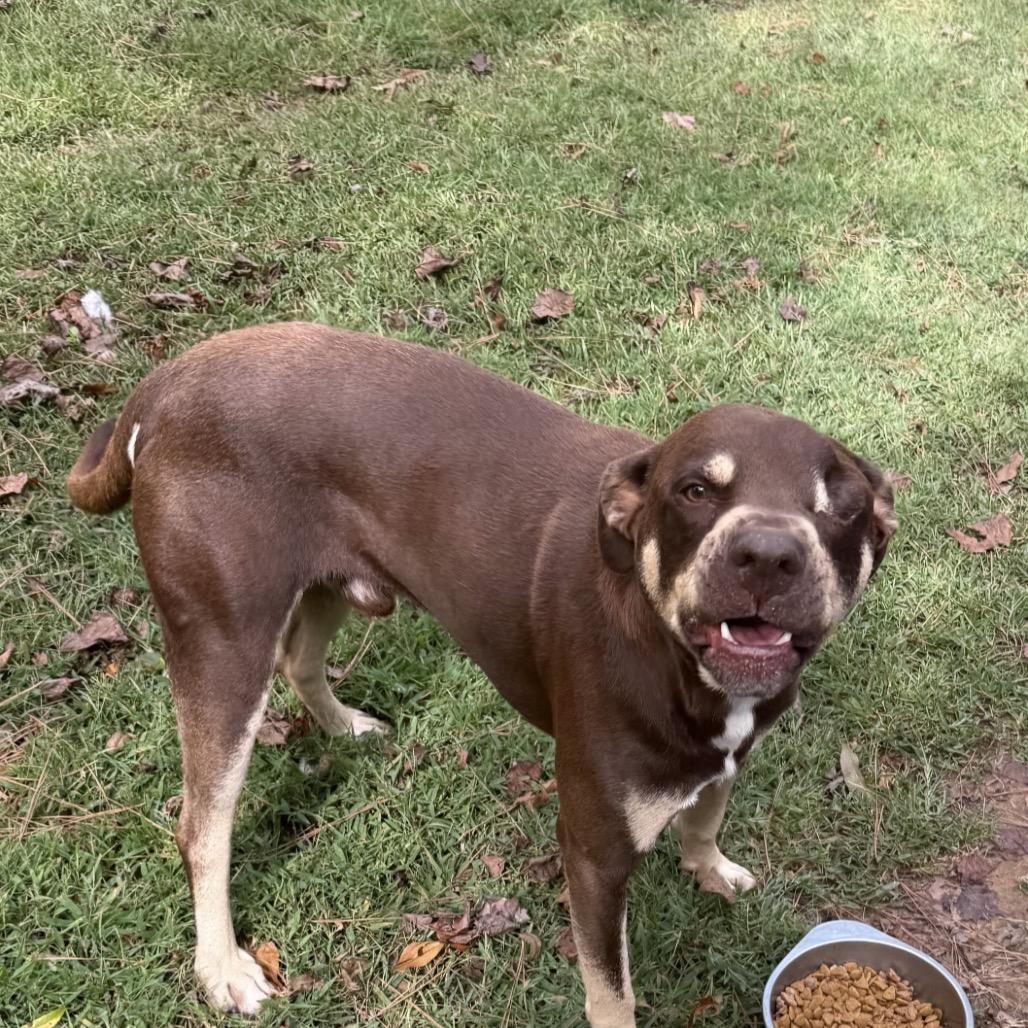 Enlarge Bugsey, a Adoptable Mixed Breed in Birmingham, AL image 2/2