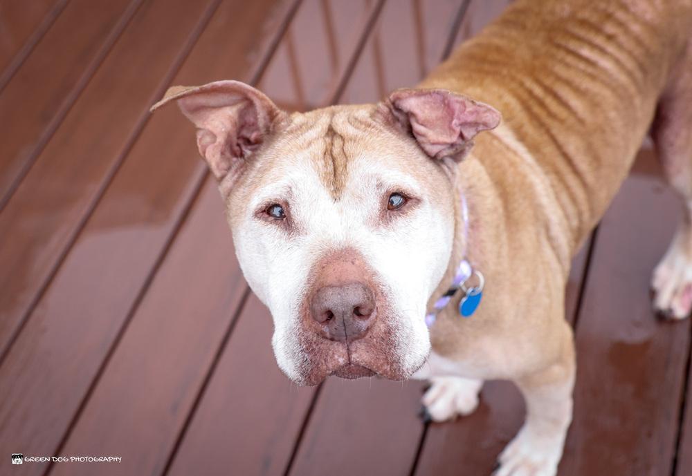 Piper, Adoptable, Senior Female American Staffordshire Terrier & Shar-Pei.