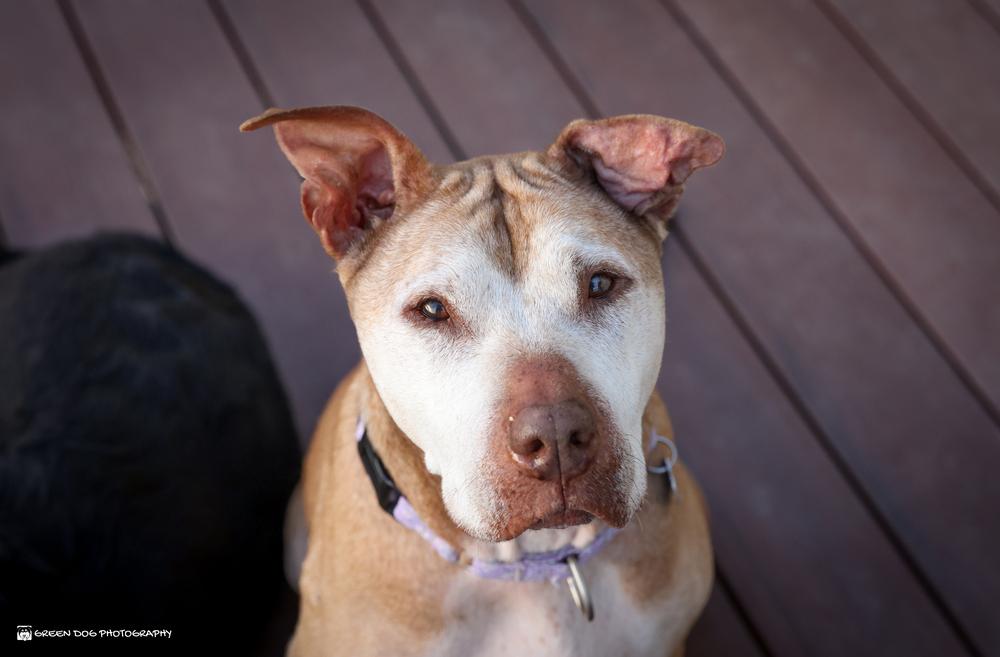Piper, a Adoptable mixed breed in Grand Rapids, MI image 2/4