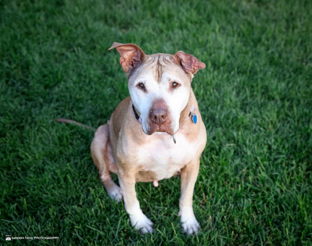 Piper, a Adoptable mixed breed in Grand Rapids, MI image 3/4