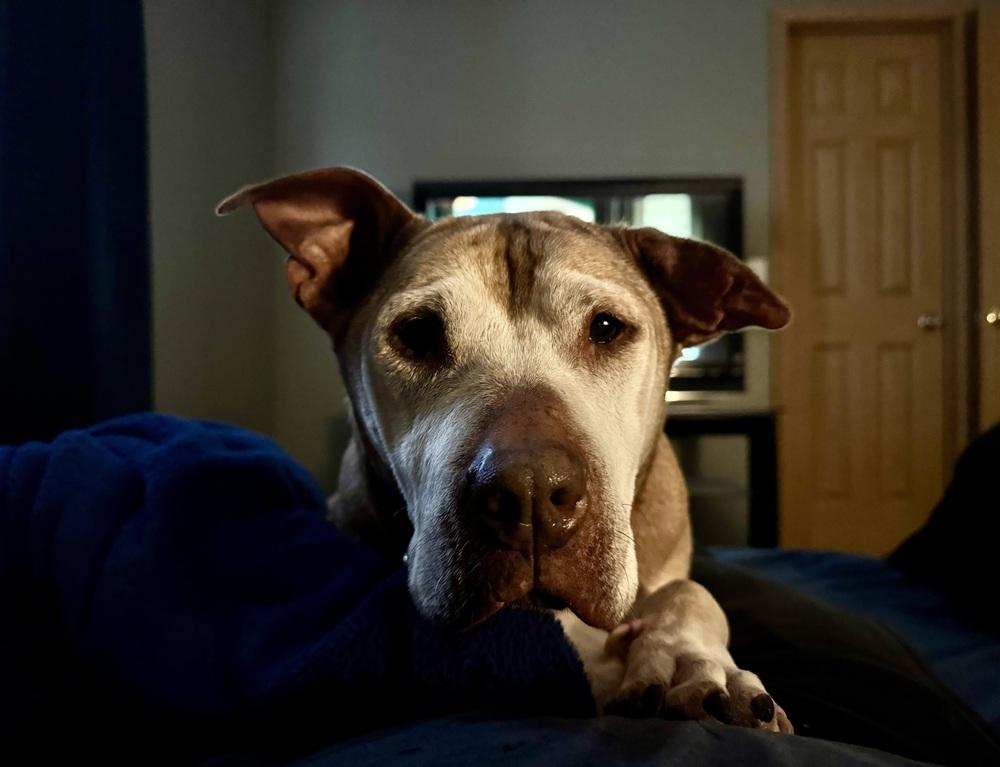 Piper, a Adoptable mixed breed in Grand Rapids, MI image 4/4