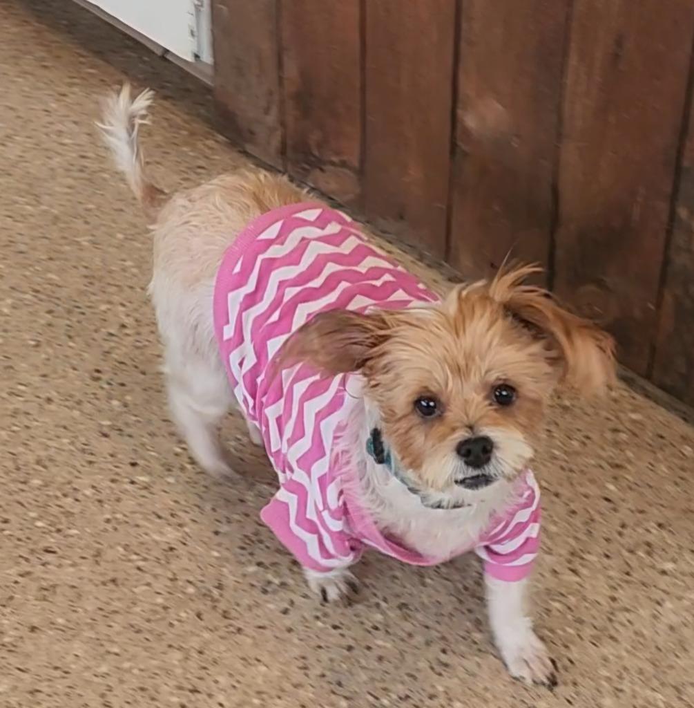 Dakota, Adopted, Adult Female Yorkshire Terrier & Affenpinscher.
