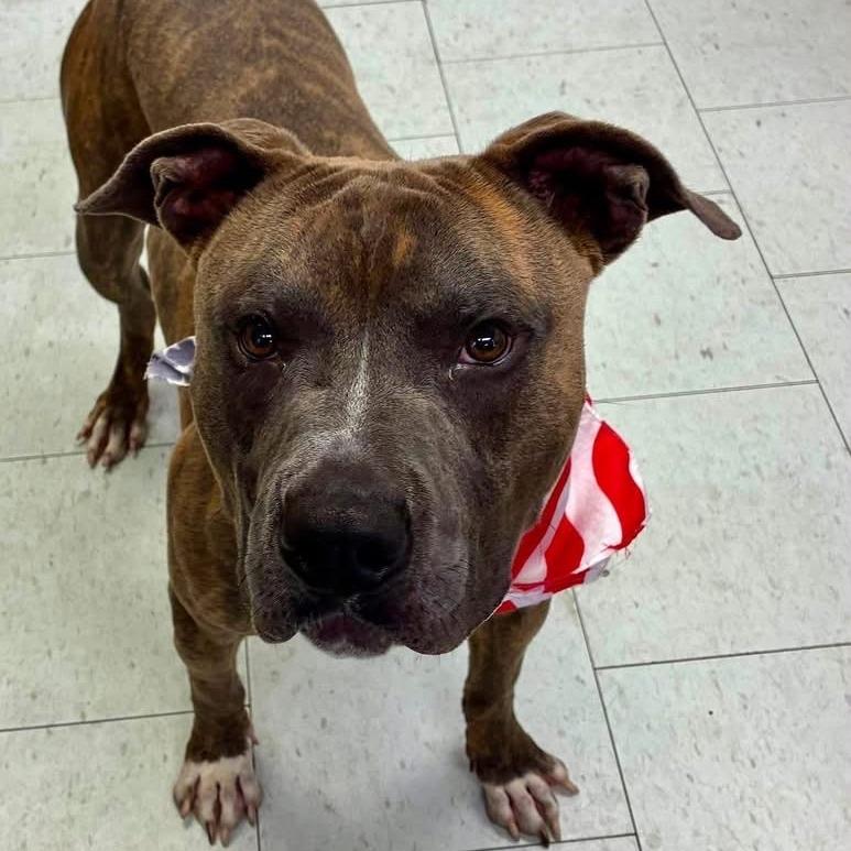 Enlarge Jack Skellington, a Adoptable Pit Bull Terrier in Turlock, CA image 1/6