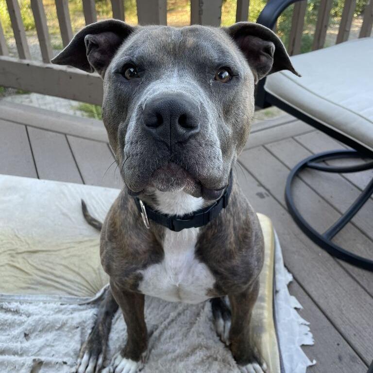 Enlarge Jack Skellington, a Adoptable Pit Bull Terrier in Turlock, CA image 2/6