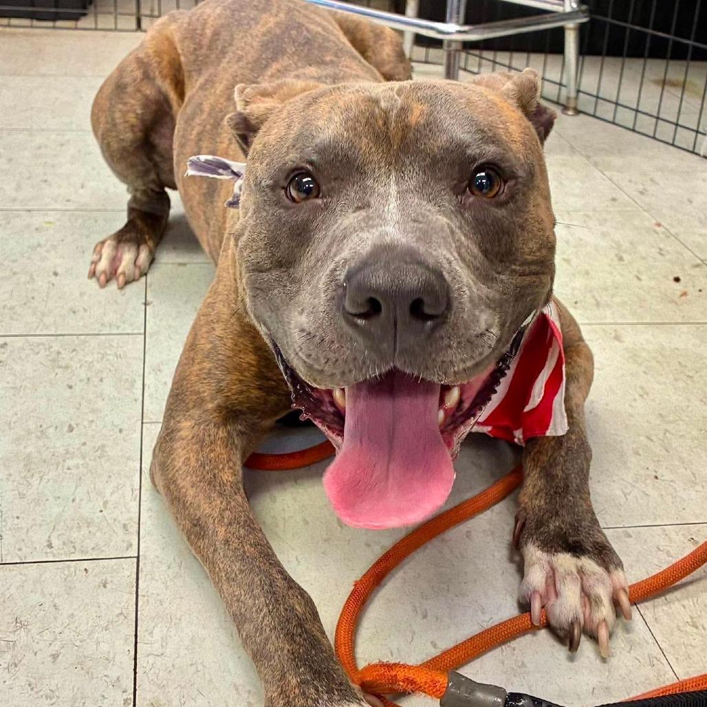 Enlarge Jack Skellington, a Adoptable Pit Bull Terrier in Turlock, CA image 3/6