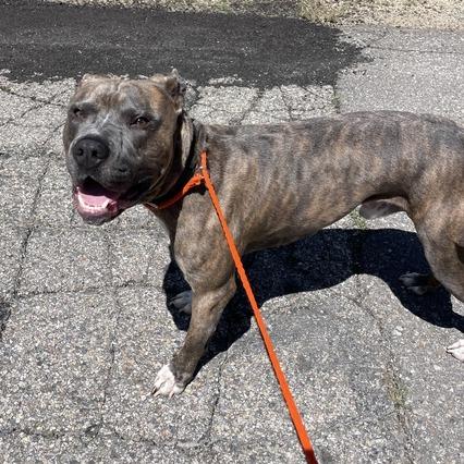 Enlarge Jack Skellington, a Adoptable Pit Bull Terrier in Turlock, CA image 4/6