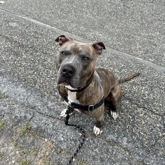 Enlarge Jack Skellington, a Adoptable Pit Bull Terrier in Turlock, CA image 5/6