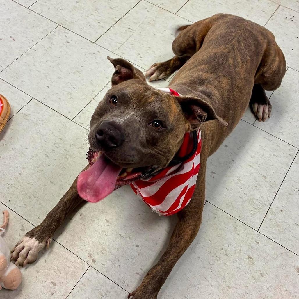 Enlarge Jack Skellington, a Adoptable Pit Bull Terrier in Turlock, CA image 6/6