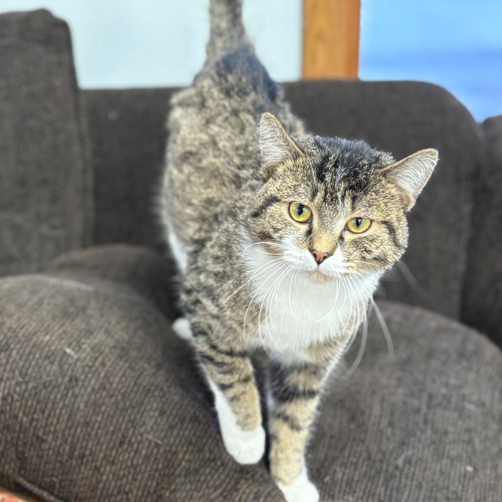 Ellis , a ADOPTABLE Domestic Short Hair in Crookston, MN image 1/5