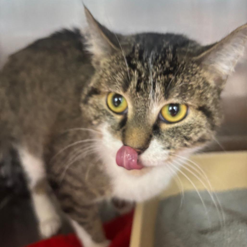 Ellis , a ADOPTABLE Domestic Short Hair in Crookston, MN image 3/5