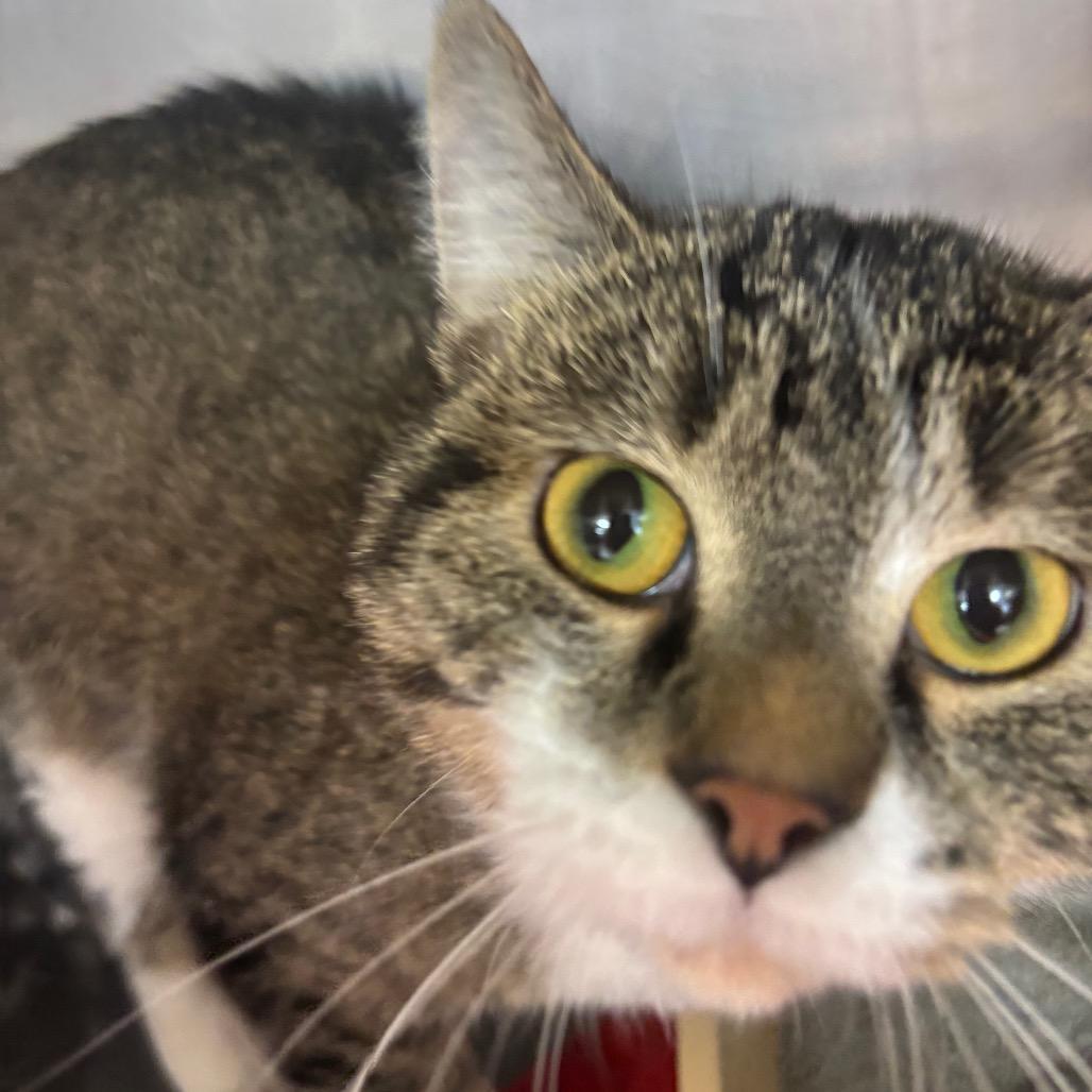 Ellis , a ADOPTABLE Domestic Short Hair in Crookston, MN image 5/5