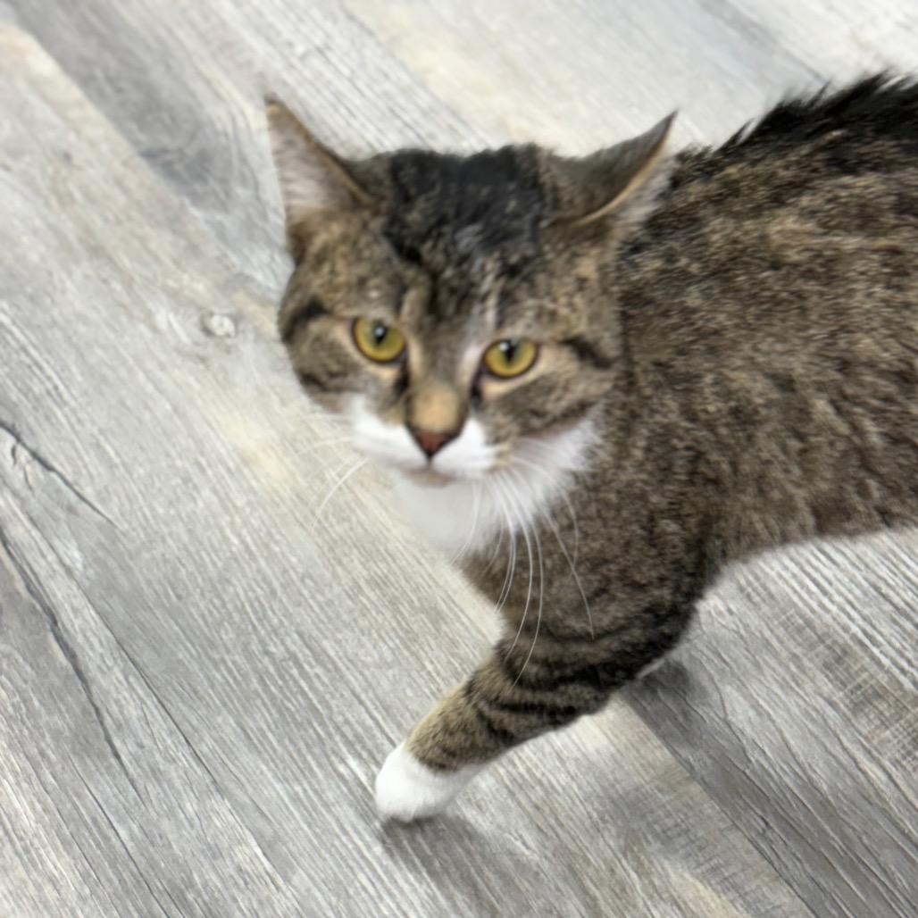 Ellis , a ADOPTABLE Domestic Short Hair in Crookston, MN image 2/5