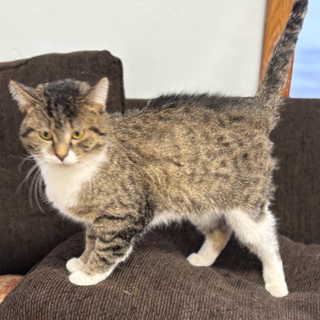 Ellis , a ADOPTABLE Domestic Short Hair in Crookston, MN image 4/5