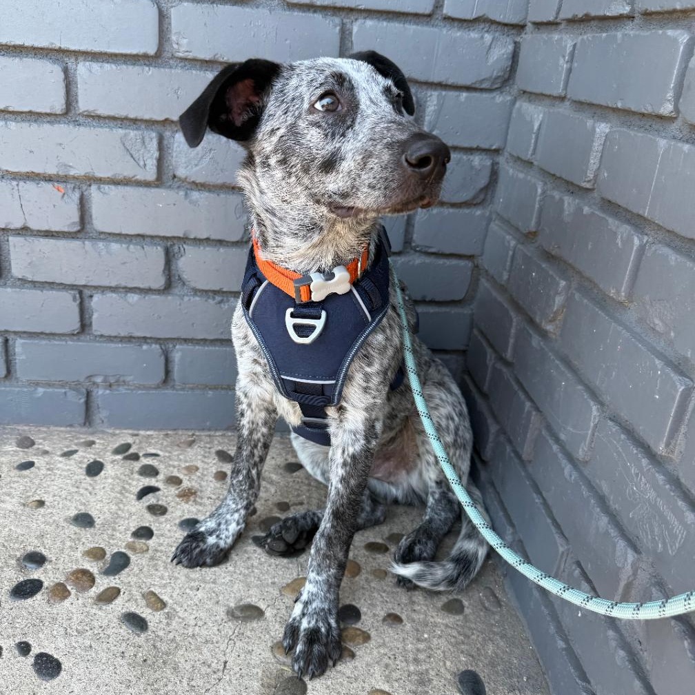 Enlarge OZZY, an adoptable Australian Cattle Dog / Blue Heeler in Ontario, CA image 3/5