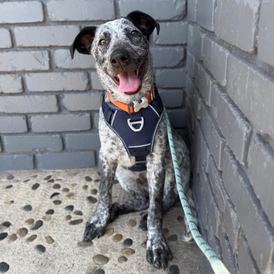 Enlarge OZZY, an adoptable Australian Cattle Dog / Blue Heeler in Ontario, CA image 1/5