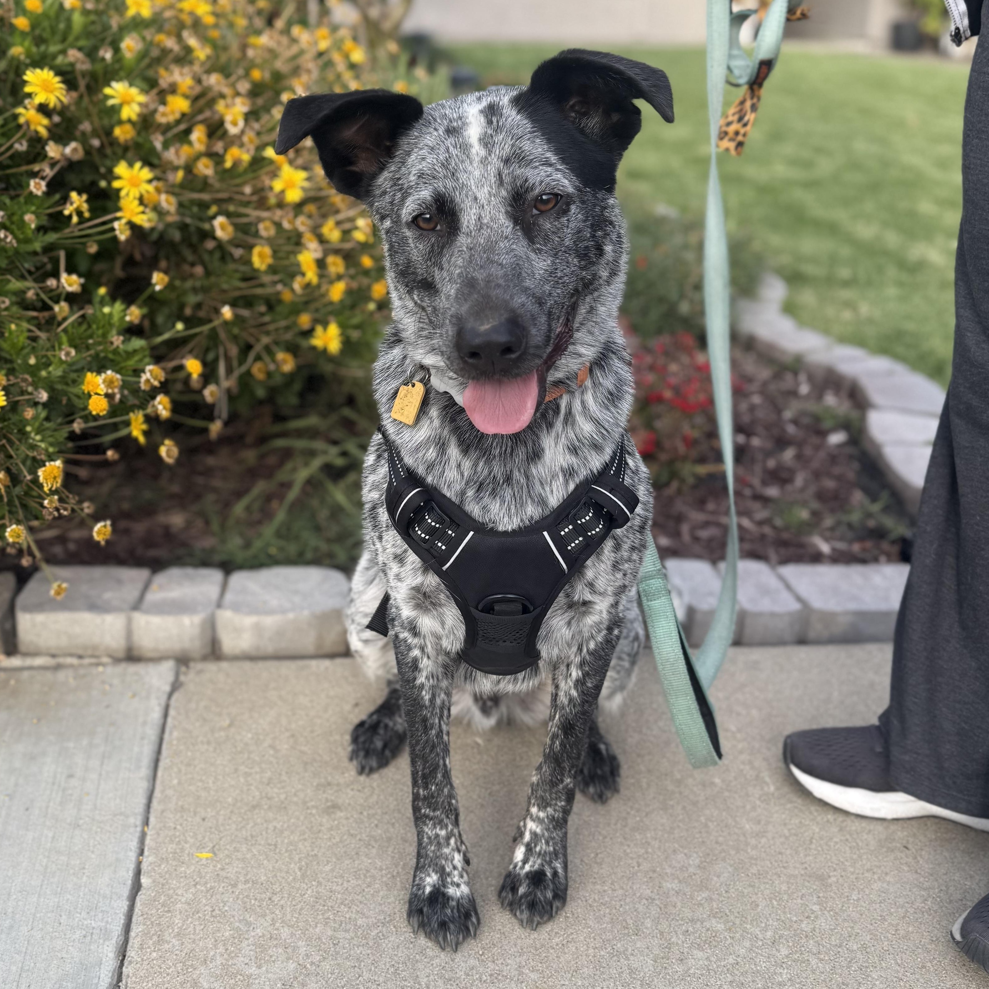OZZY, an adoptable Australian Cattle Dog / Blue Heeler in Ontario, CA image 1/4