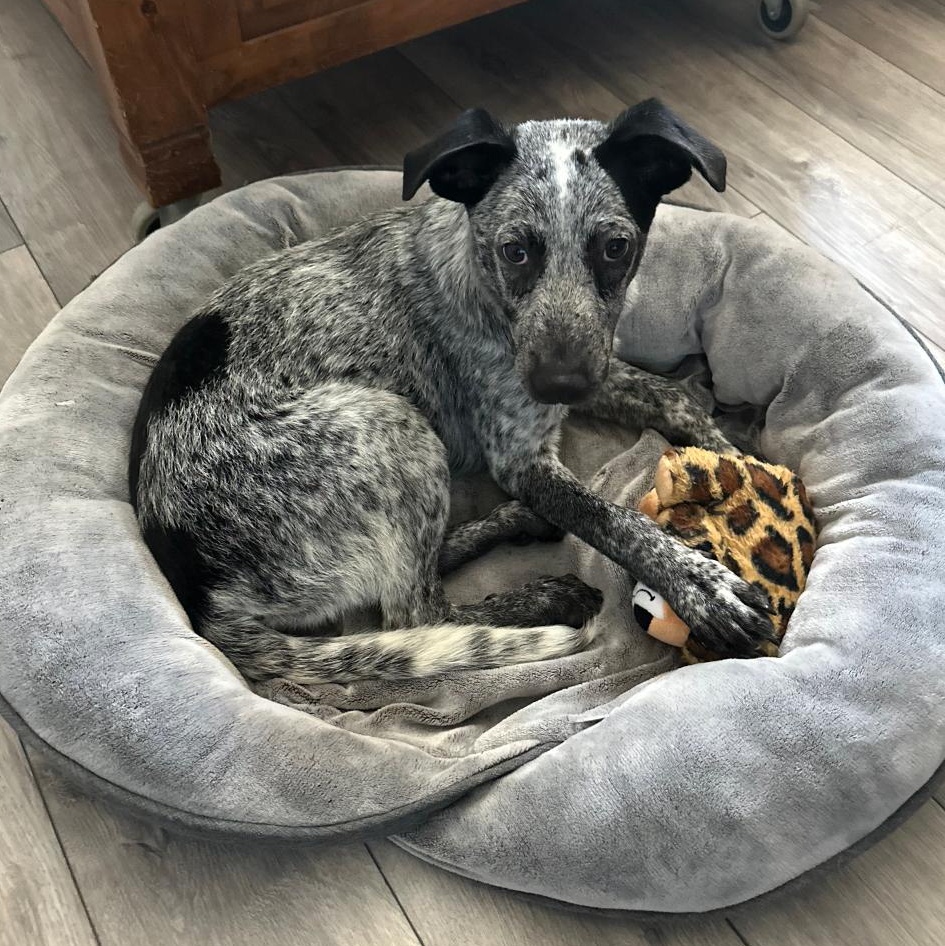 Enlarge OZZY, an adoptable Australian Cattle Dog / Blue Heeler in Ontario, CA image 2/5