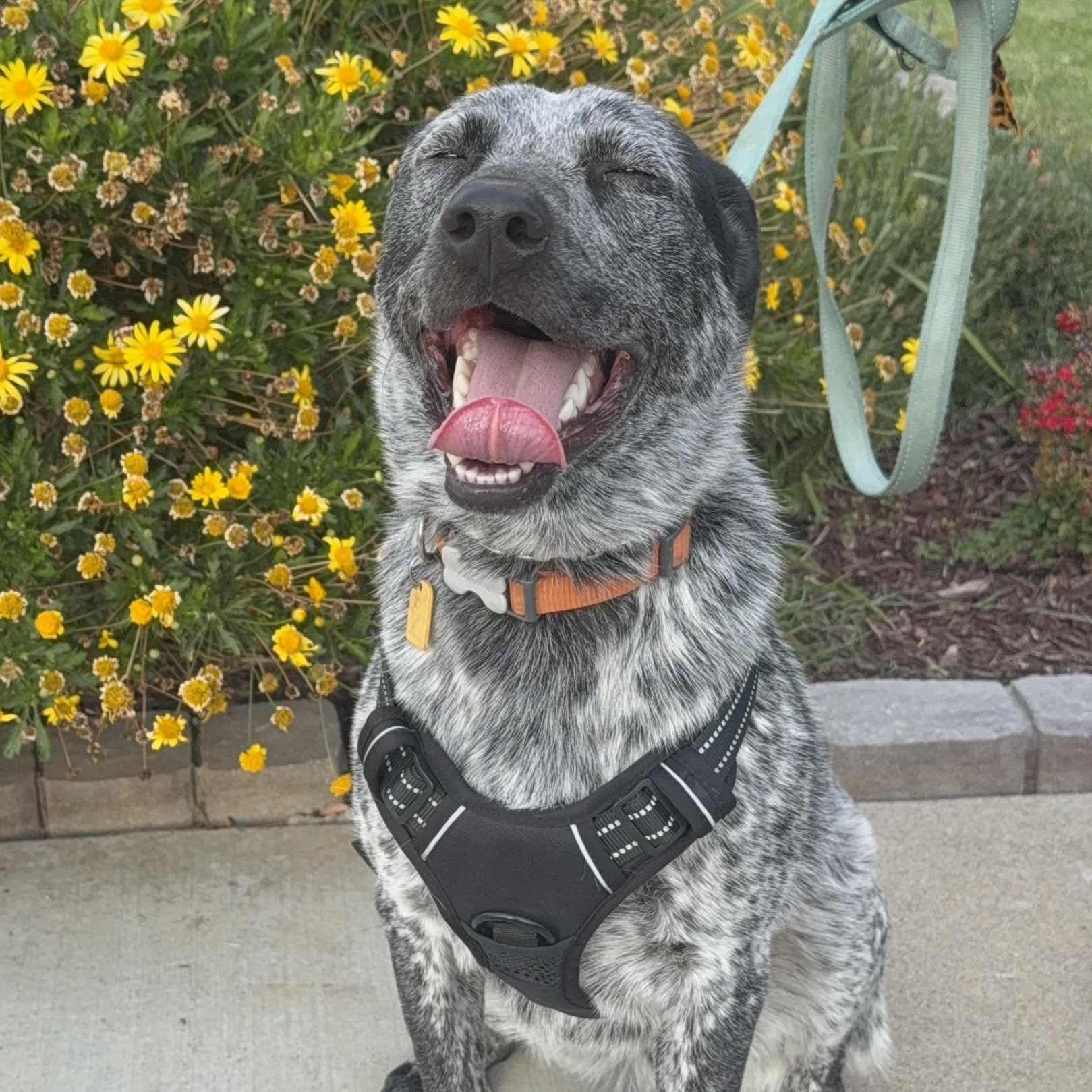 OZZY, an adoptable Australian Cattle Dog / Blue Heeler in Ontario, CA image 4/4