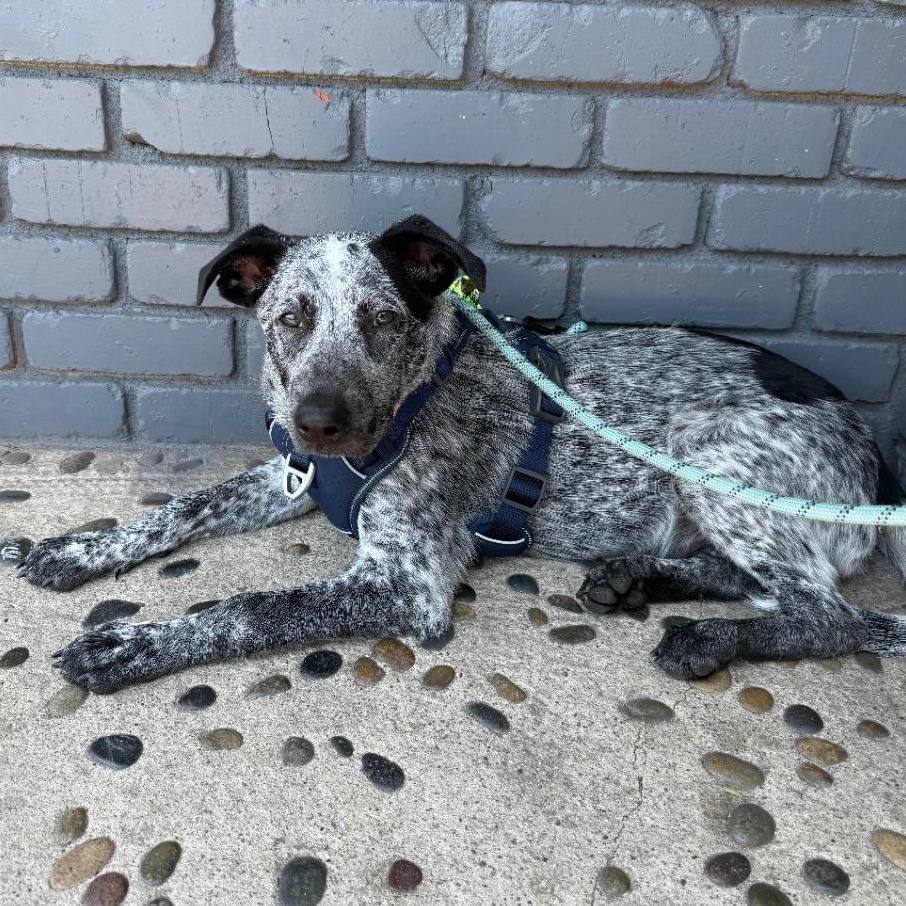 Enlarge OZZY, an adoptable Australian Cattle Dog / Blue Heeler in Ontario, CA image 5/5