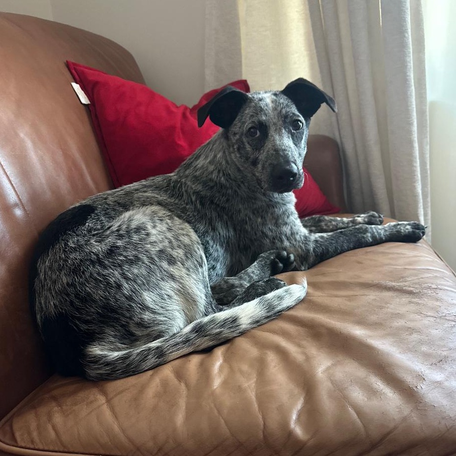 Enlarge OZZY, an adoptable Australian Cattle Dog / Blue Heeler in Ontario, CA image 4/5