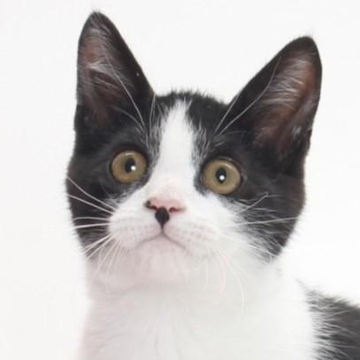 Zag and Zig are a pair of bonded black-and-white brothers bursting with kitten e