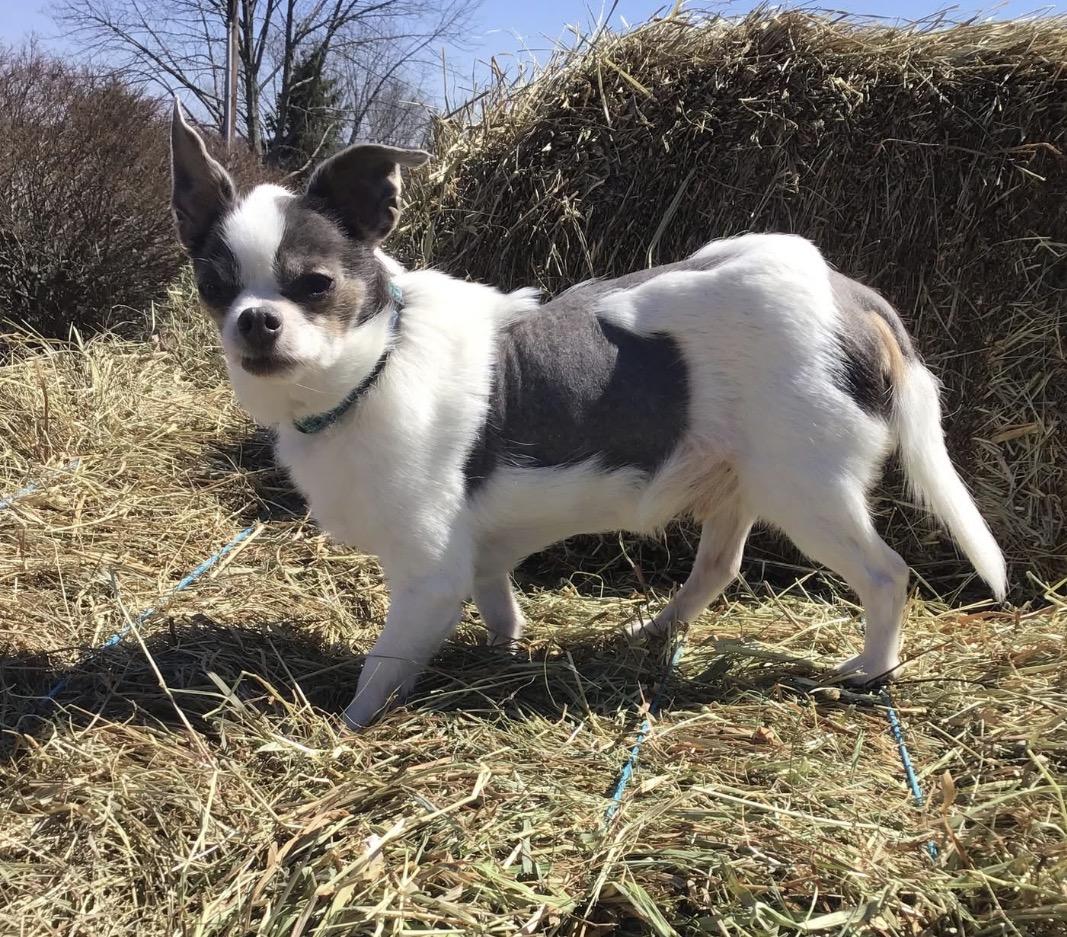 Alvin, ADOPTABLE, Senior Male Chihuahua.