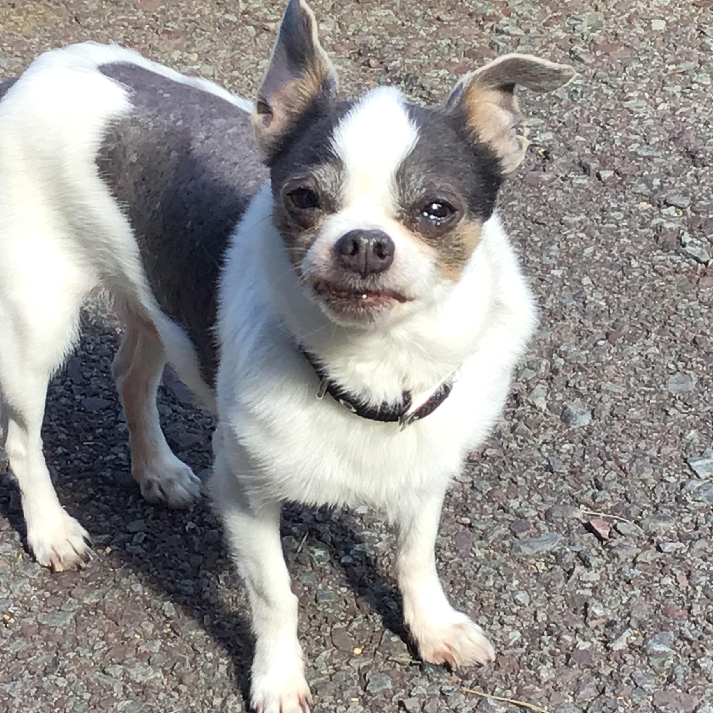 Enlarge Alvin, a ADOPTABLE Chihuahua in Tyler Hill, PA image 2/2