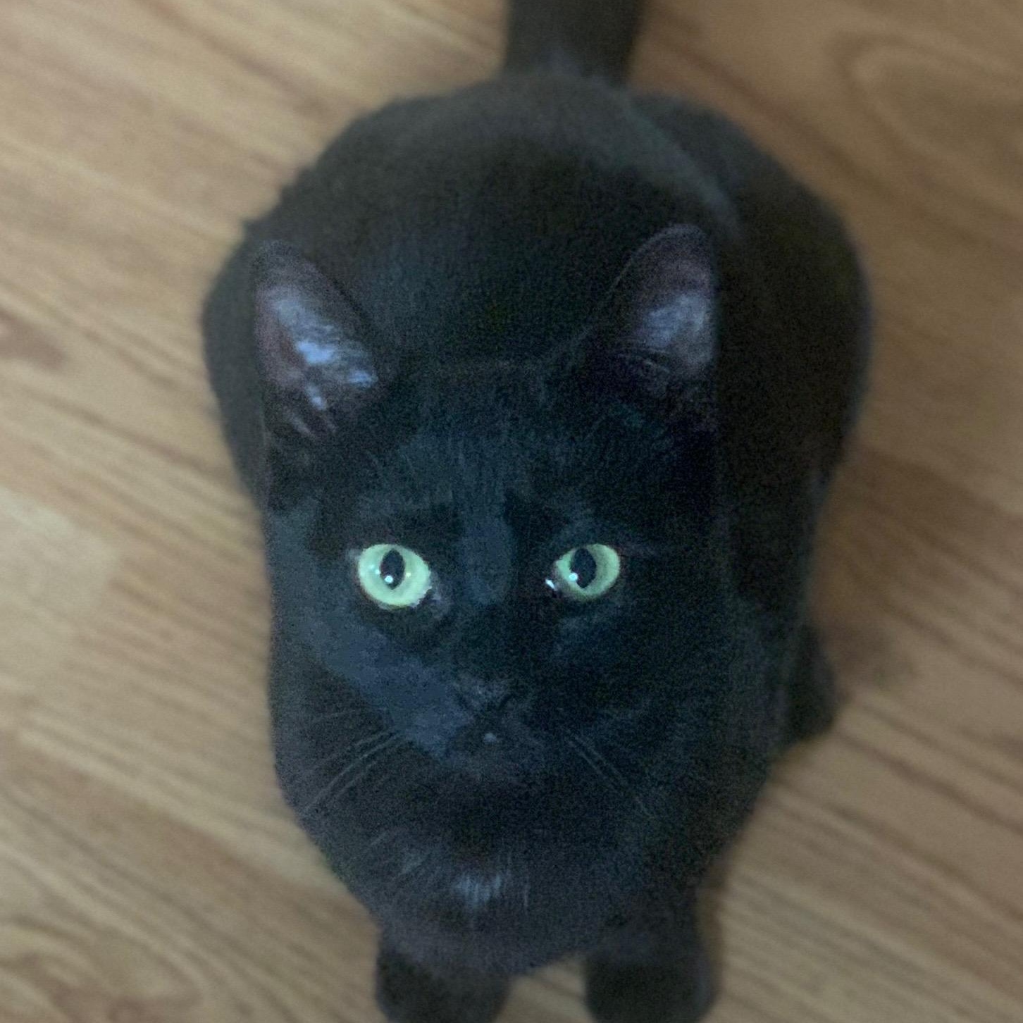 Enlarge Storm, a ADOPTABLE Domestic Short Hair in Sewell, NJ image 3/5