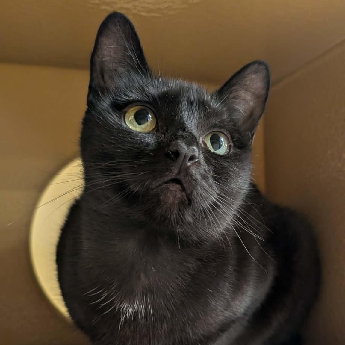 Enlarge Storm, a ADOPTABLE Domestic Short Hair in Sewell, NJ image 2/5