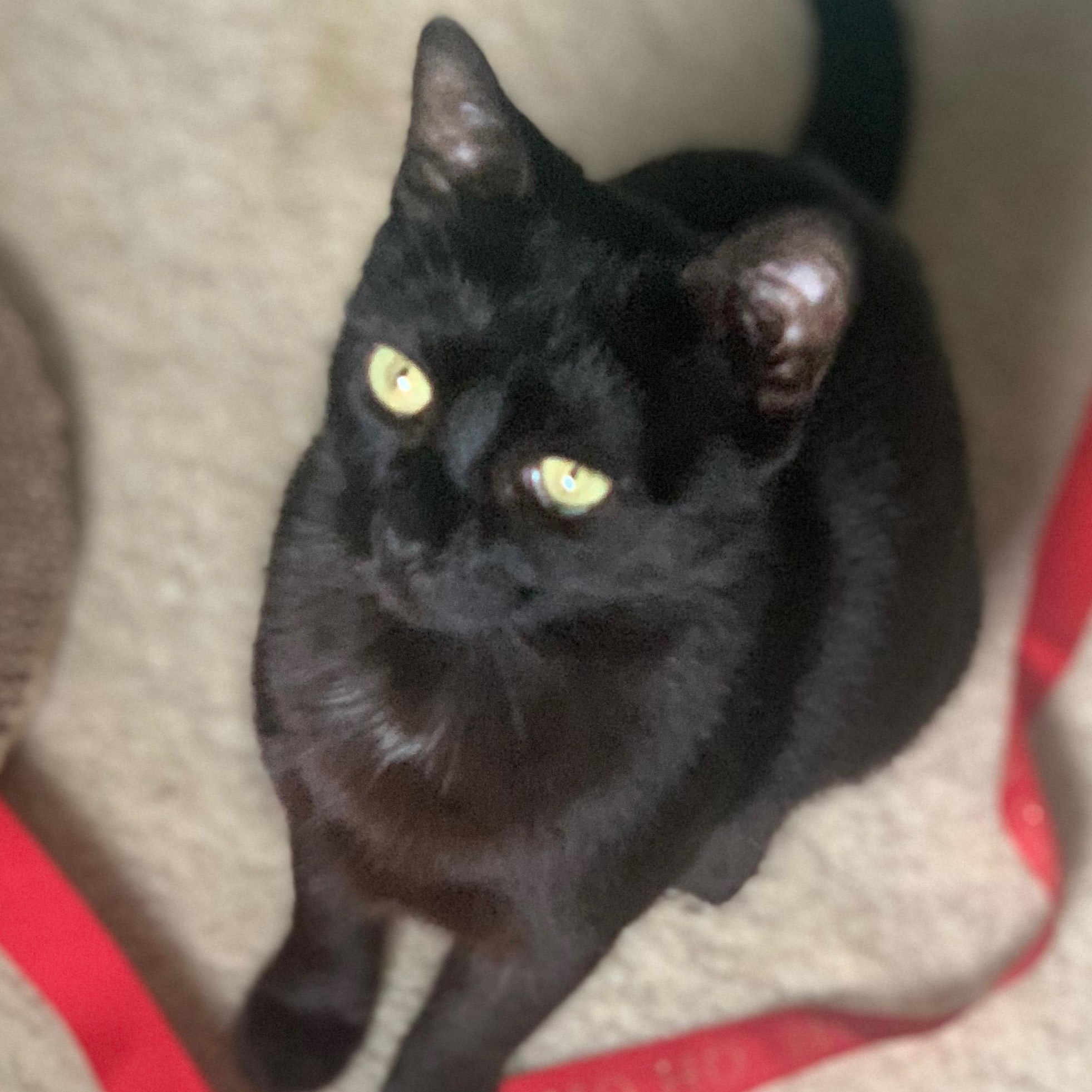 Storm, ADOPTABLE, Adult Female Domestic Short Hair.