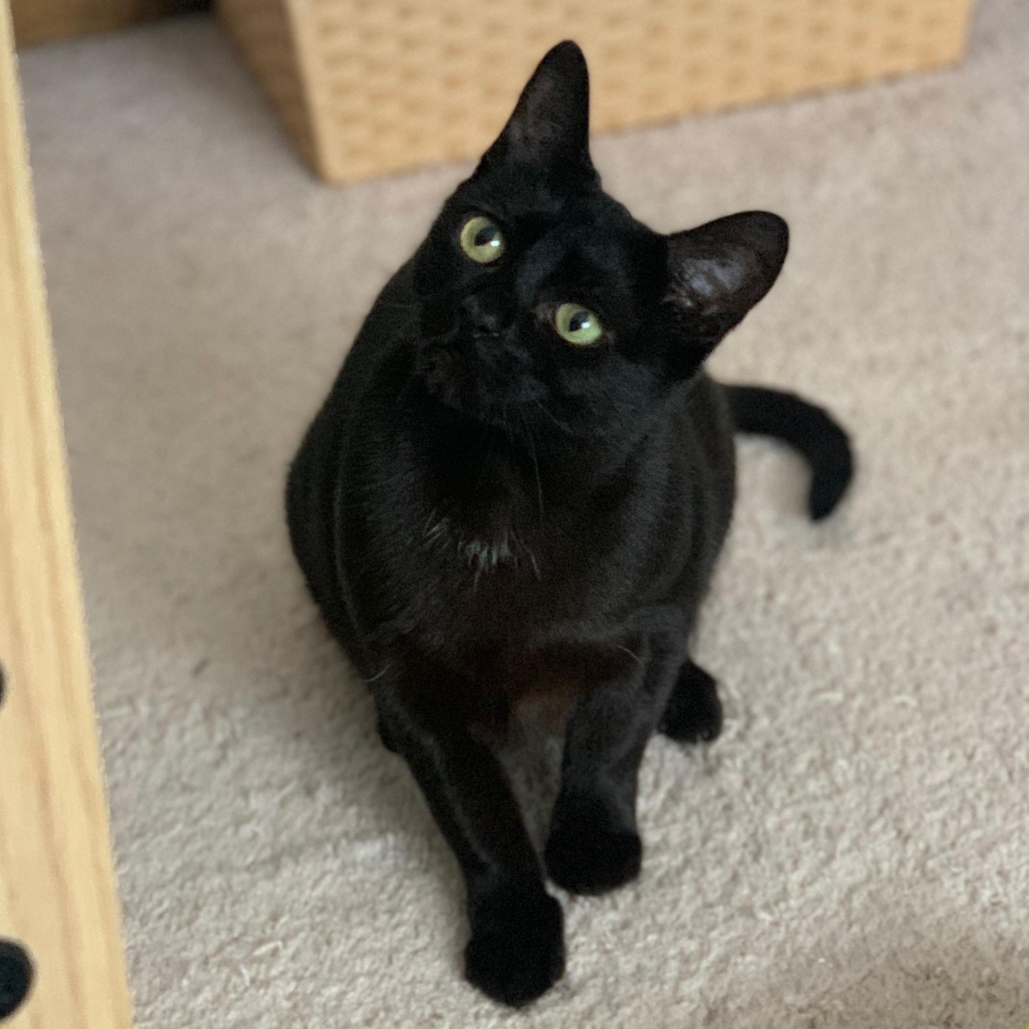 Enlarge Storm, a ADOPTABLE Domestic Short Hair in Sewell, NJ image 4/5