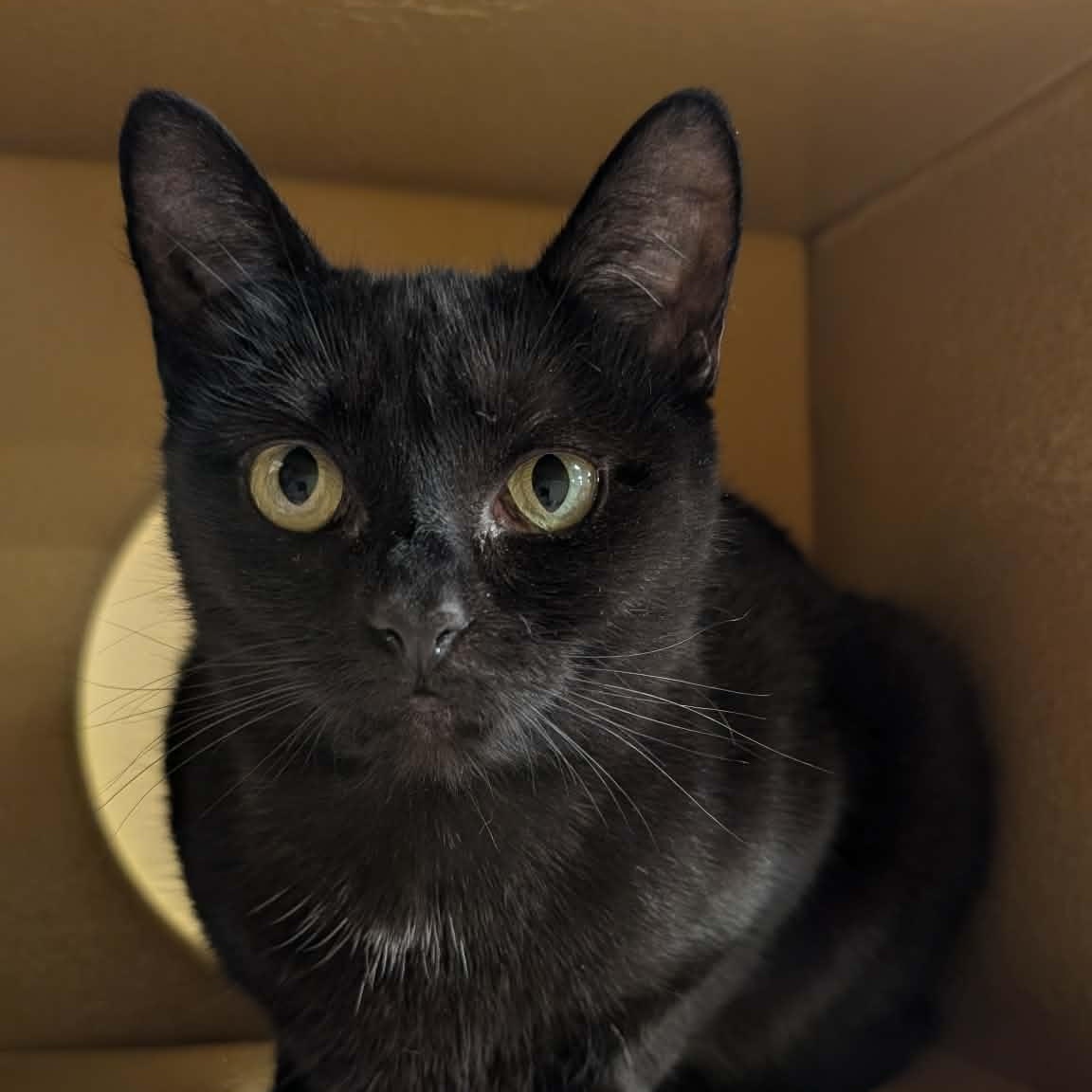 Enlarge Storm, a ADOPTABLE Domestic Short Hair in Sewell, NJ image 5/5