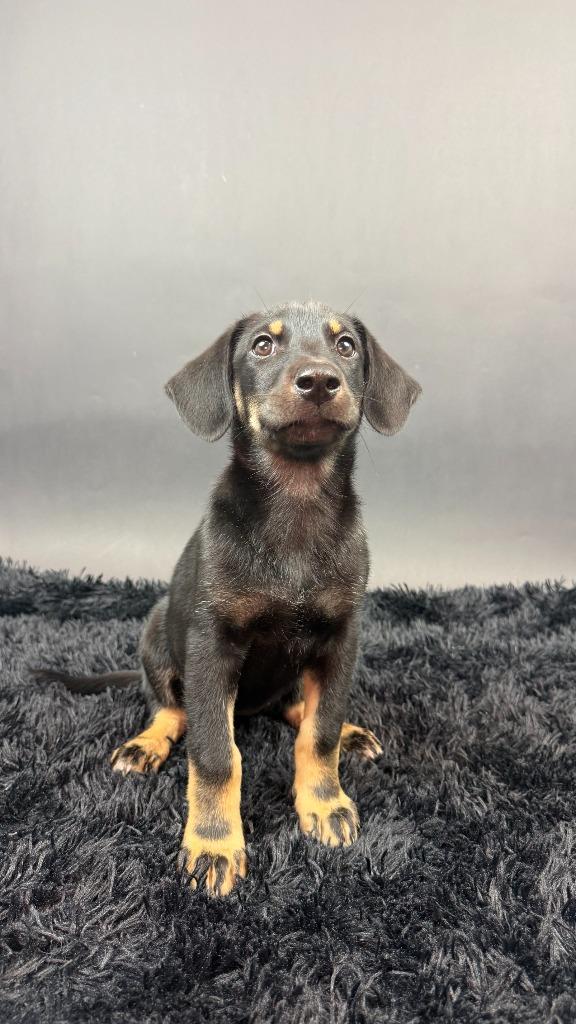 Enlarge Widow, a Adoptable mixed breed in Phoenix, AZ image 2/5