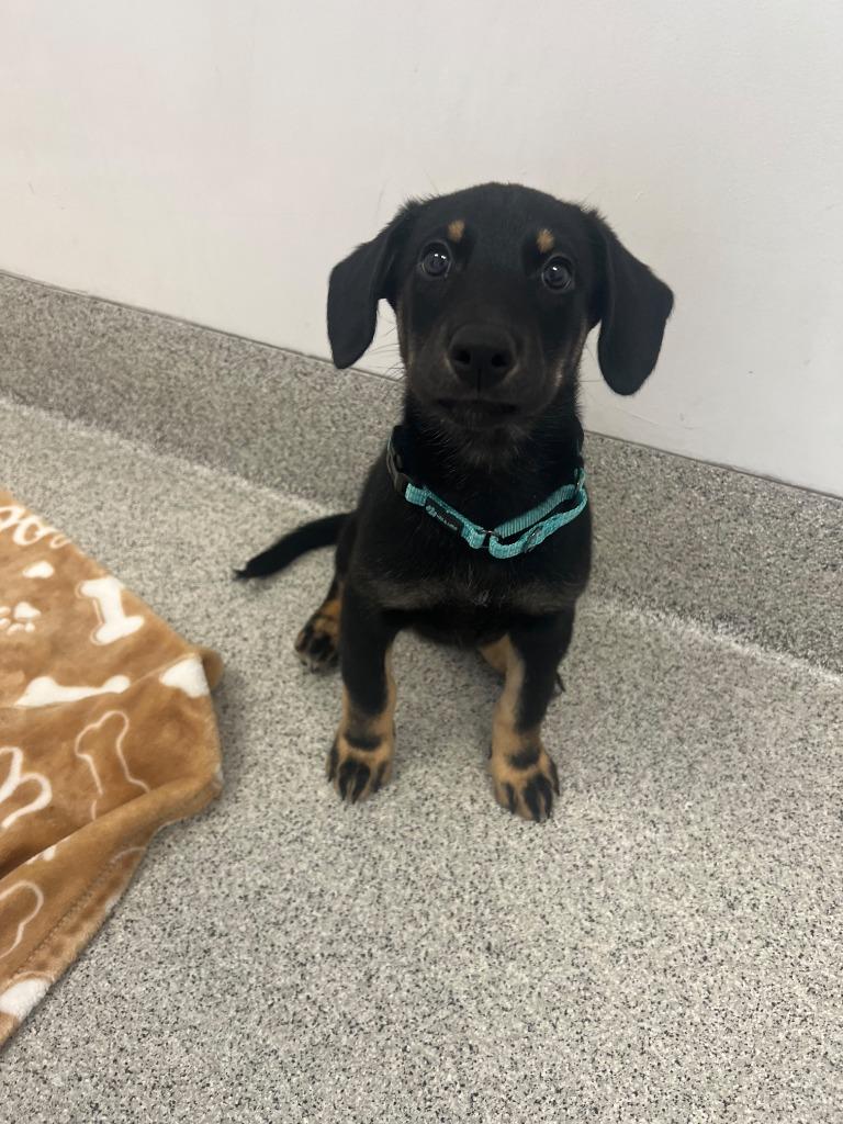 Enlarge Widow, a Adoptable mixed breed in Phoenix, AZ image 3/5