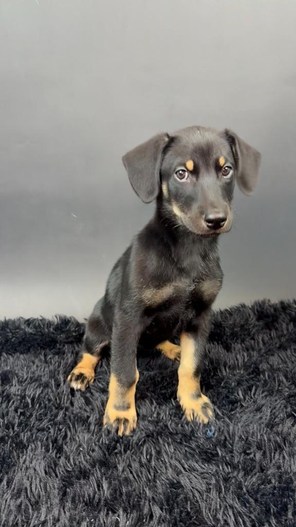 Enlarge Widow, a Adoptable mixed breed in Phoenix, AZ image 4/5
